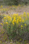 Woody goldenrod